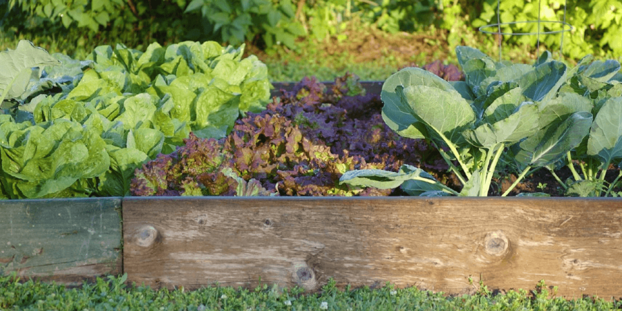 Keeping Pests Out of Your Veggie Garden