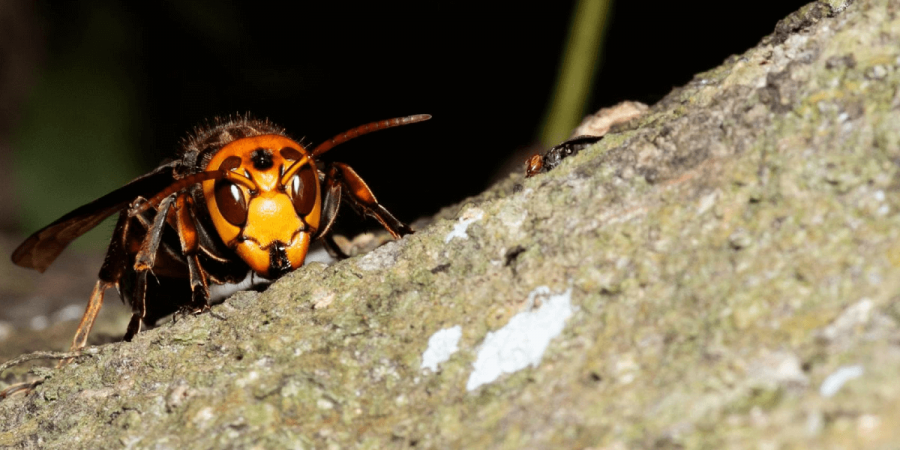 Meet the Asian Giant Hornet: aka ‘Murder Hornet’