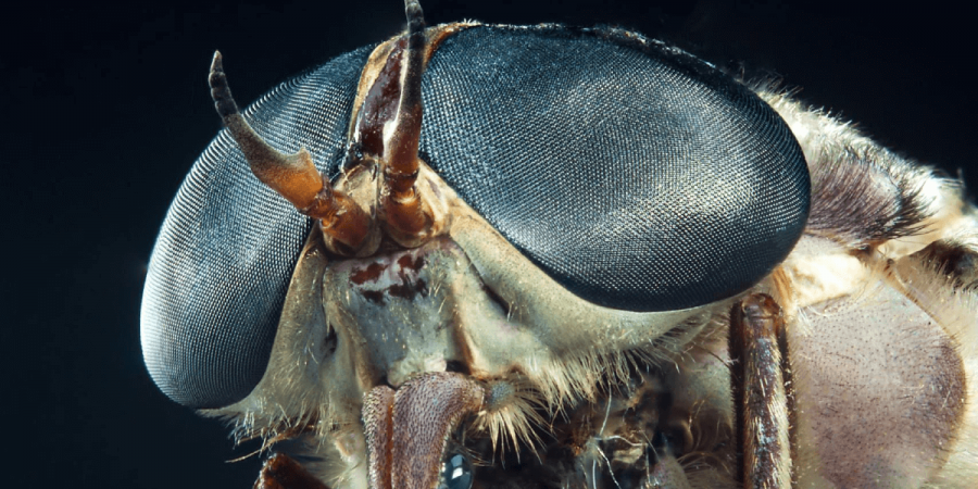 Meet the "Other" Flying Bloodsuckers