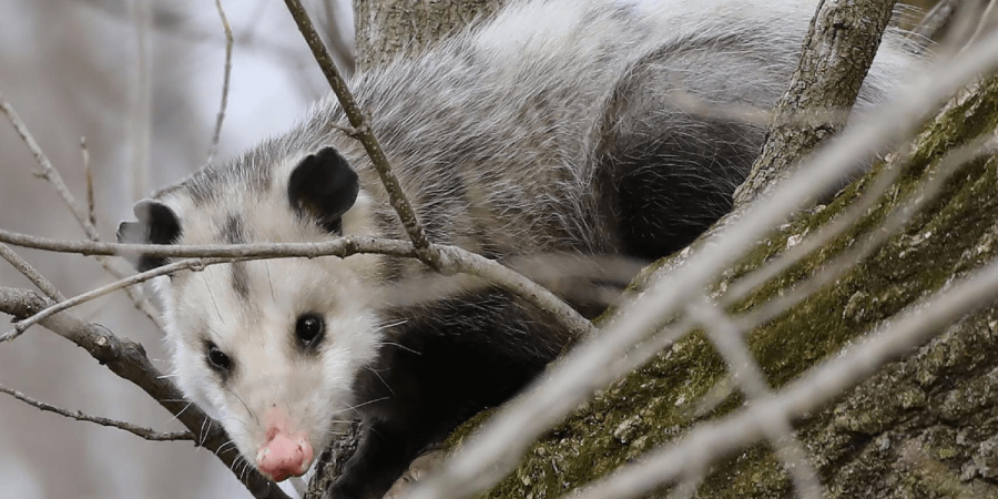 Opossums: Friends or Pests?