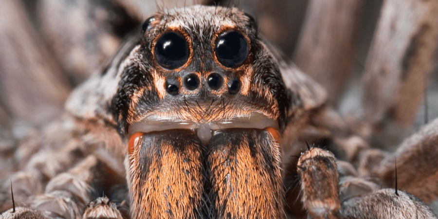 Seeing Spiders? You’re Not Alone.
