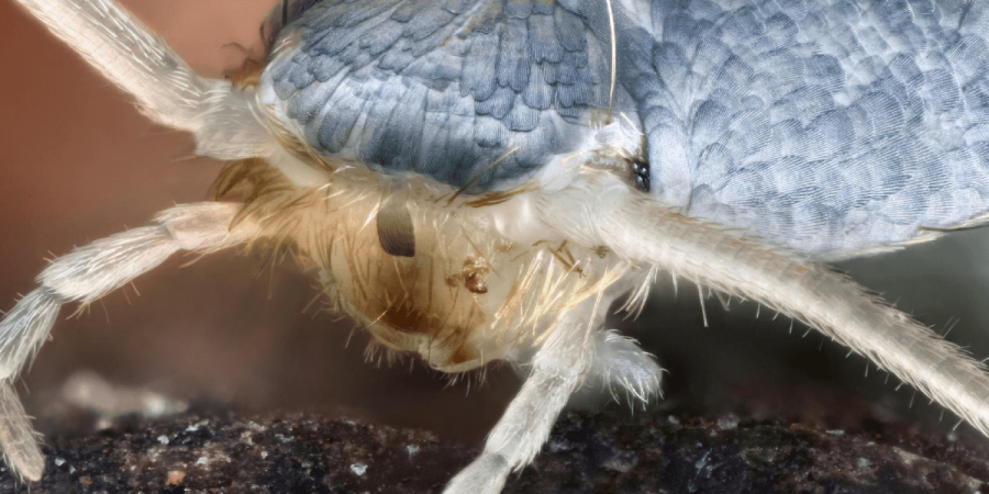 Close-up image of a silverfish