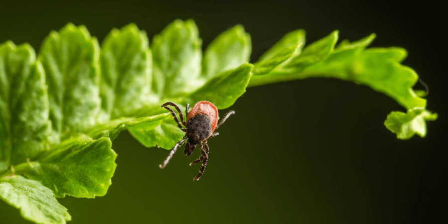 The Best Way to Naturally Reduce the Tick Population in Your Yard