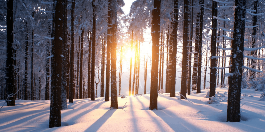 The Perfect Storm: Snow, Mice & Ticks