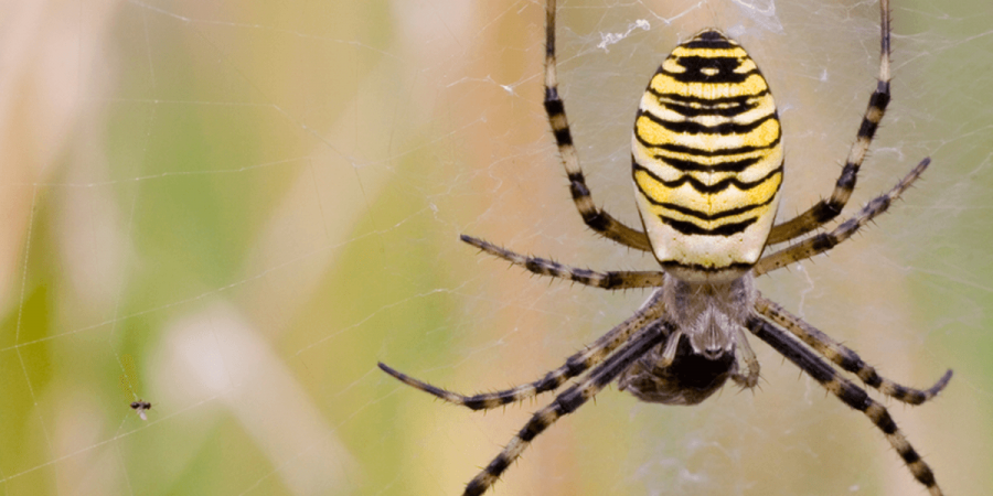 The Real Debate: Are Spiders Bugs?