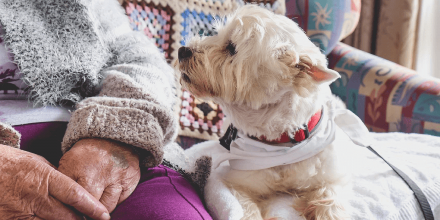 A small dog sitting with a senior citizen in a retirement community