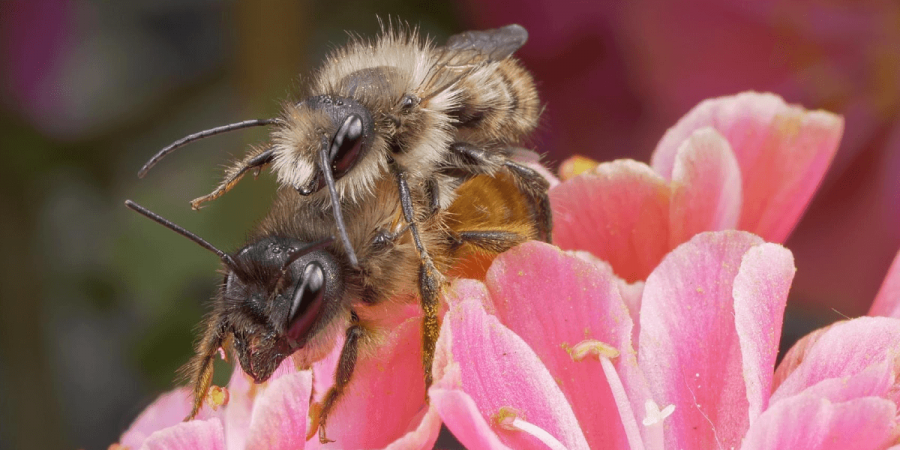 Bees on a flower engaging in unromantic acts