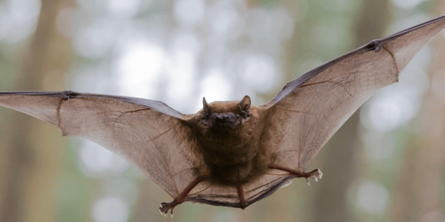 What Do Bats Have to Do with Coronavirus?