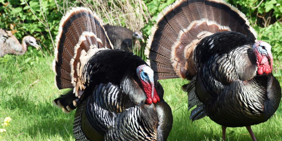 What Do Turkeys Have to Do with Pest Control?