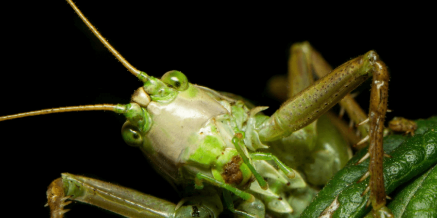 What Exactly is a “Pest”?