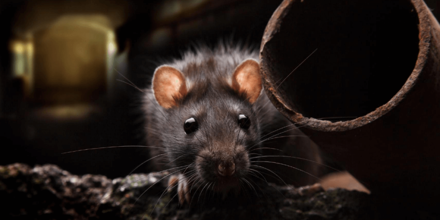 An urban rat crawling through pipes