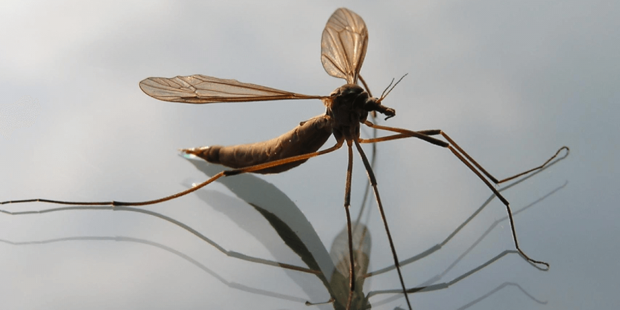 What's With the Giant Mosquitoes?