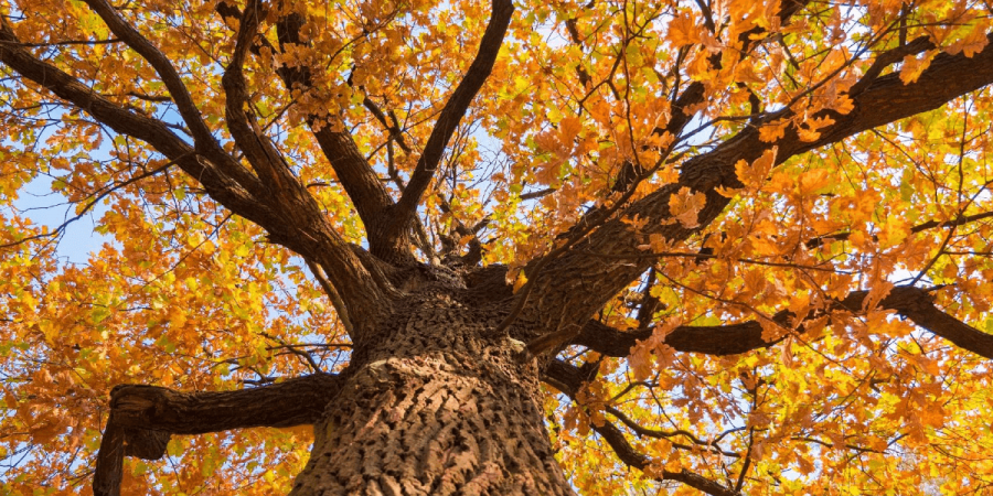A tree with fall foliage 