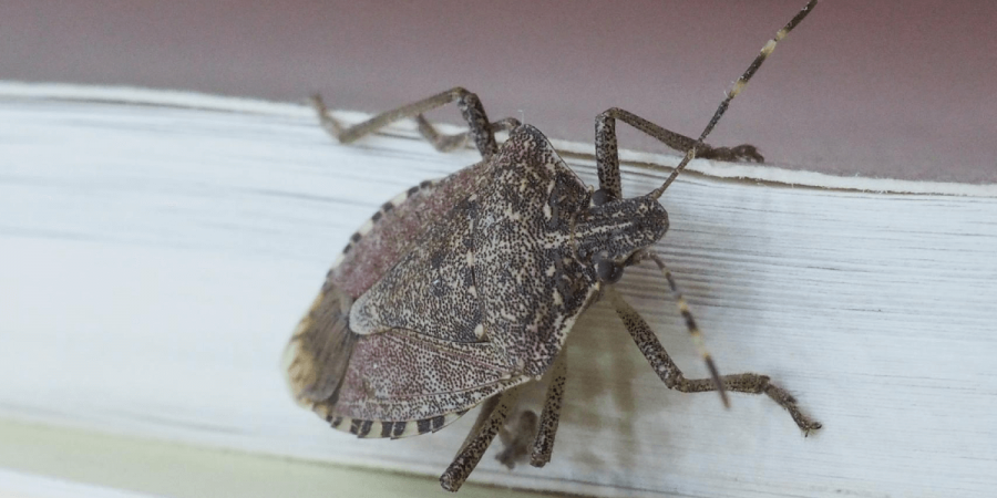 Why Stink Bugs Invade Every Year (And What You Can Do About It)