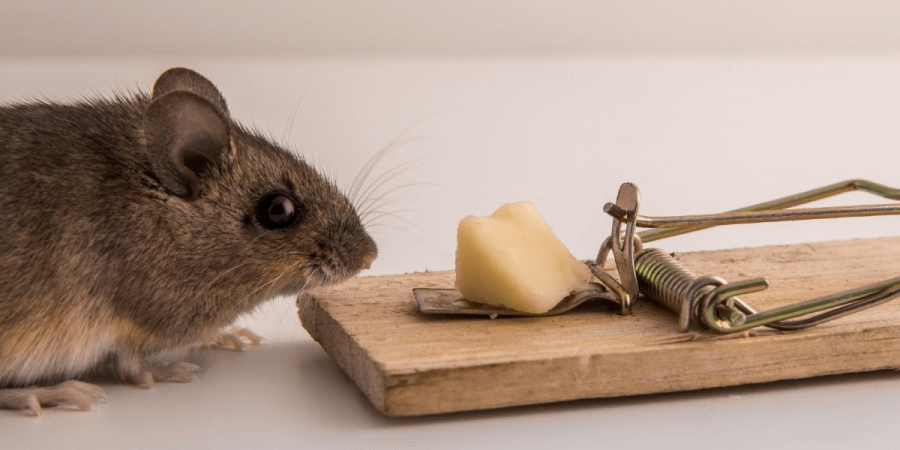 Why You’ll Never See Cheese in Our Mouse Traps