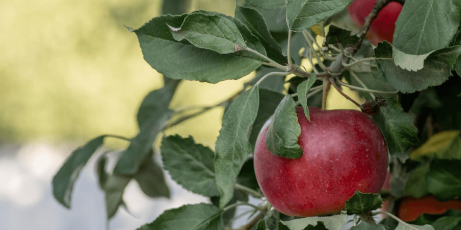 Worm in Your Apple? Meet the Top 3 Orchard Pests