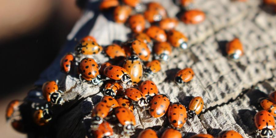 A Sea of Spots