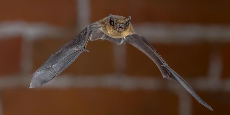 Bat in the House?