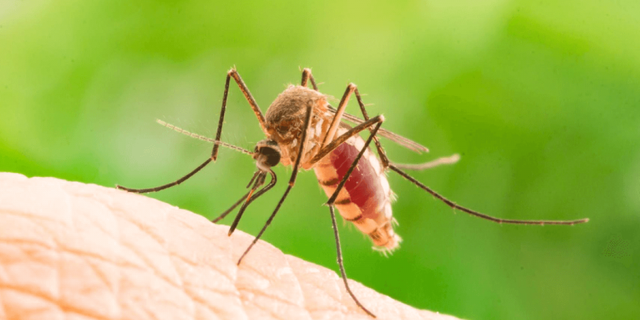 8 Mosquito Myths Debunked