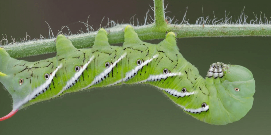9 Natural Gardening Tips to Help Keep Pests Away
