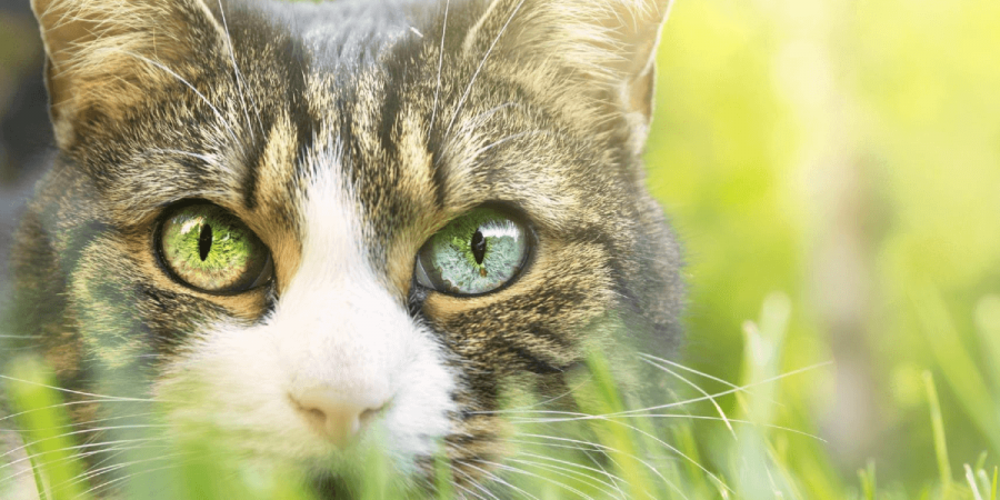 Are Cats Enough to Keep Mice Out?