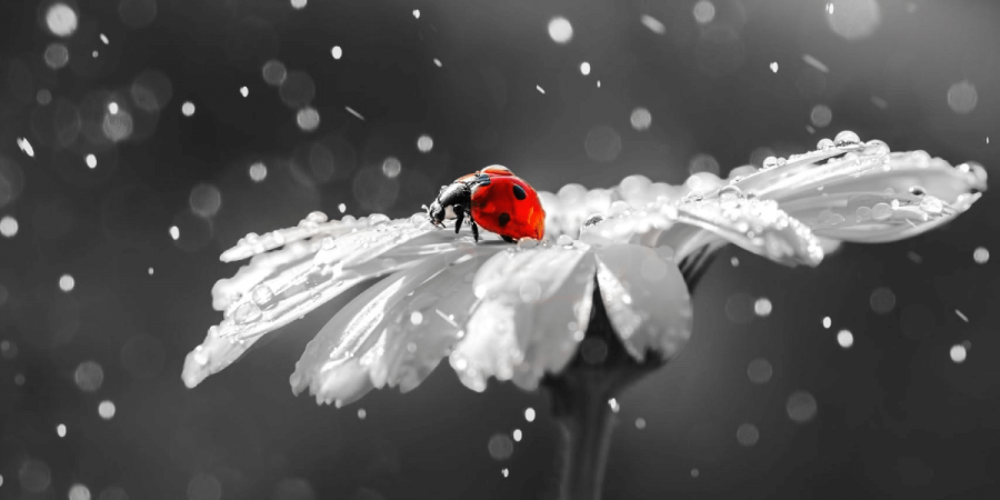 Are Winter Bugs a Thing?