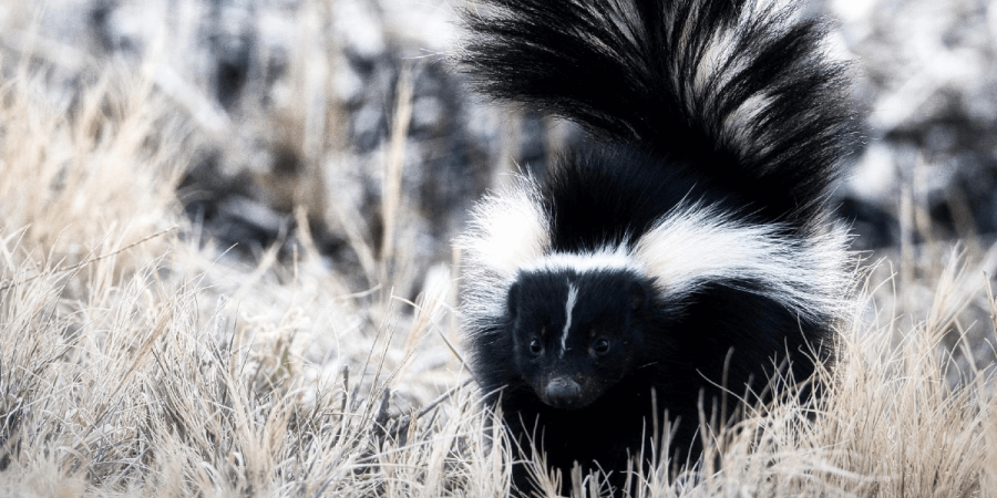 Careful Ladies... Pepé le Pew is in Town