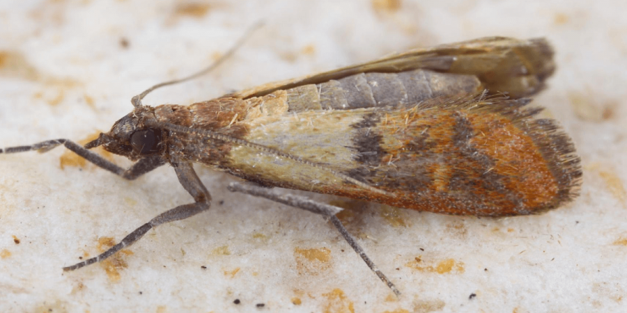 Clothes Moths Versus Pantry Moths