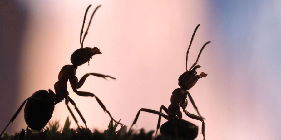 Don't Wait for the Ants to Come Marching in