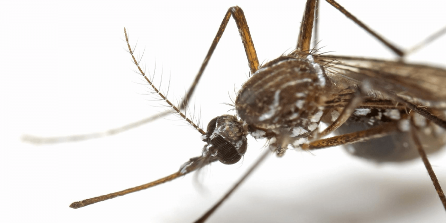 Finding Mosquitoes in the Winter? Here’s Why.