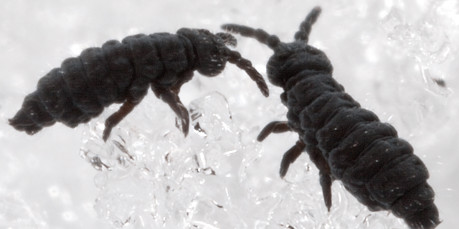 Got Snow Fleas?