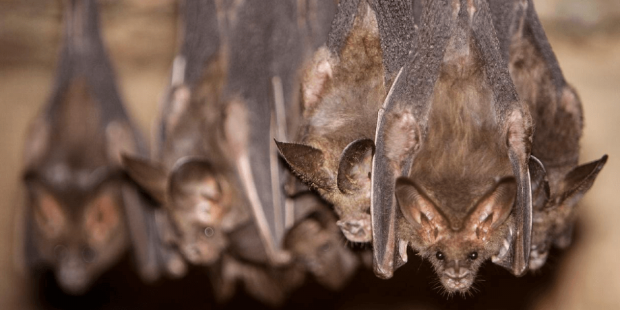 How Much Do Bats Really Help Control the Mosquito Population?
