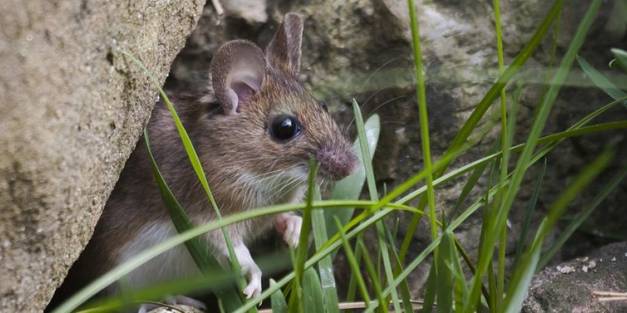 Mouse hiding outdoors amid rocks and grass