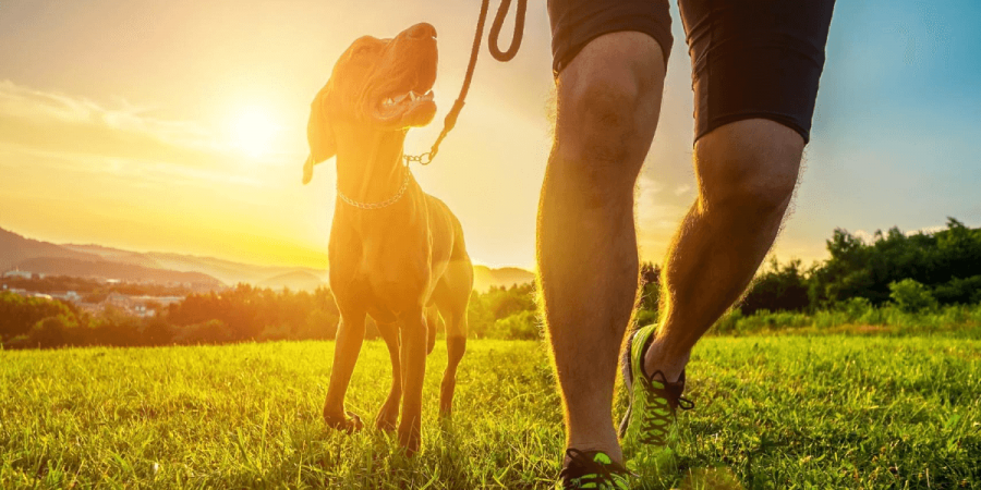 How to Avoid Pests on Your Runs