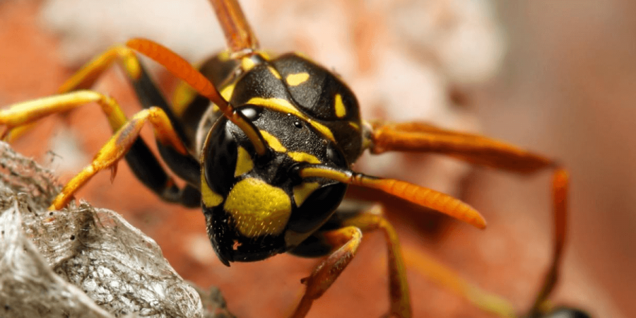 A wasp perched on its nest.