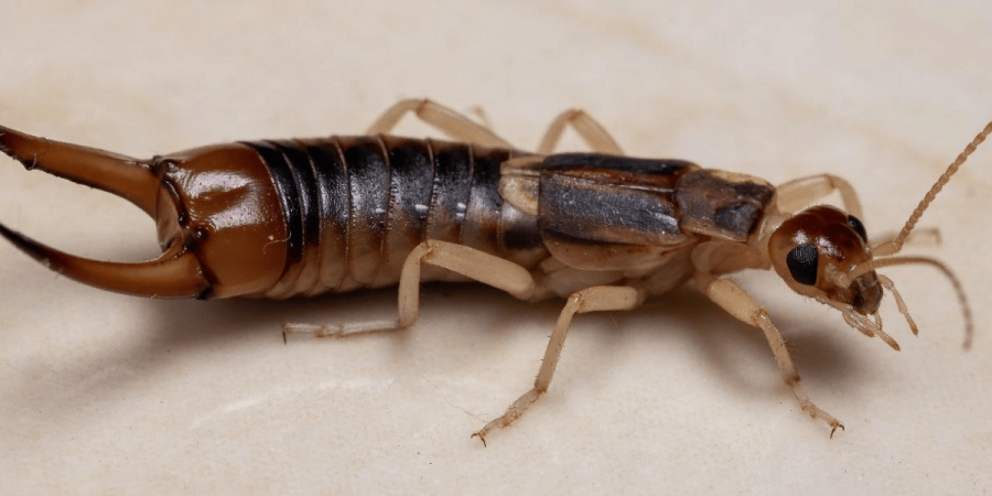 Image of an earwig.