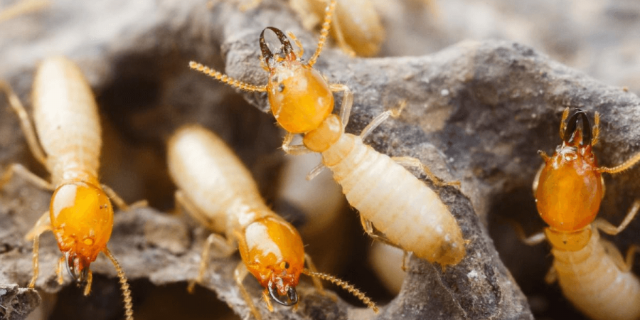 How to Recognize Old vs New Termite Damage