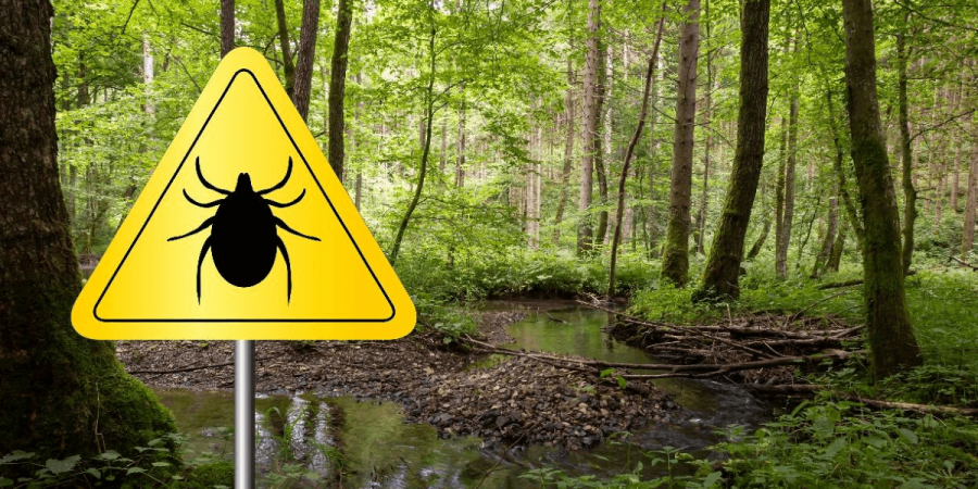 A forest with a tick warning sign.