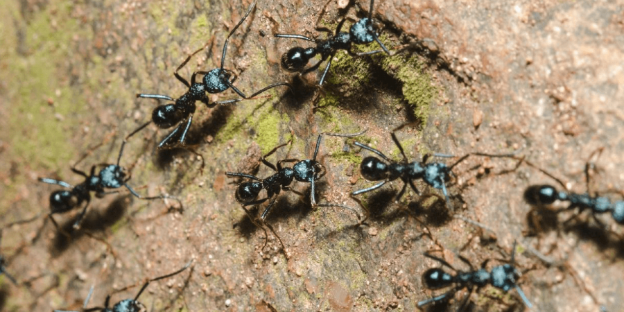 Keep Ants Off Your Property this Summer