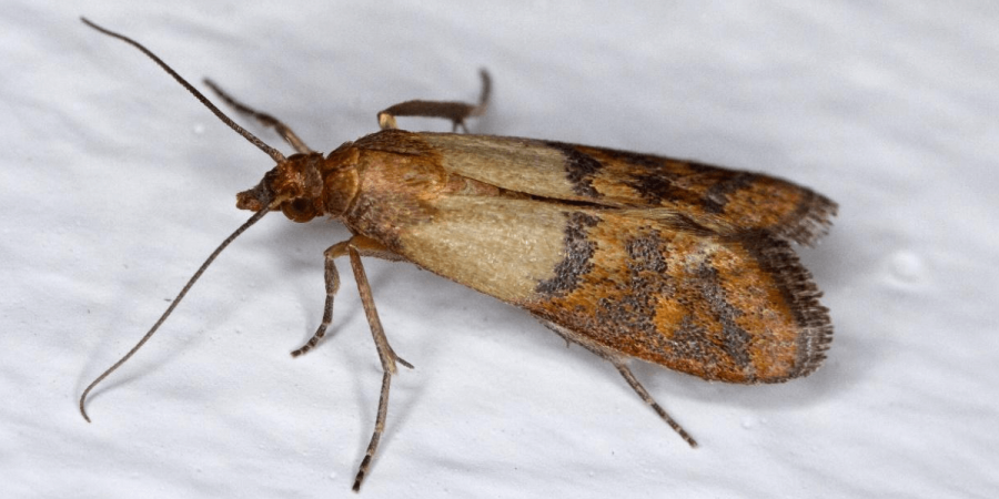 Moths in the Kitchen? Here's What to Do.