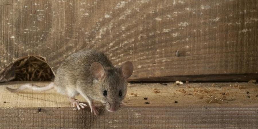 Close-up photo of mouse