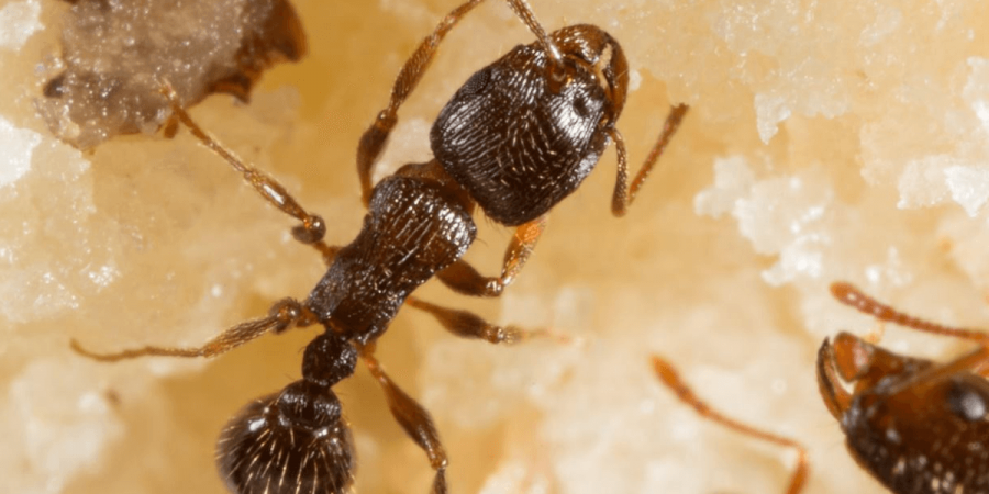 An image of pavement ants crawling.