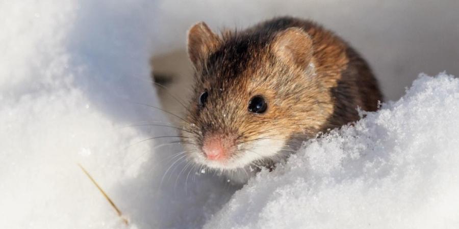 A mouse sitting in snow