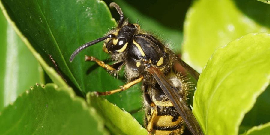 Pest Alert: The Wasps Are Out. Here’s What You Need to Know.