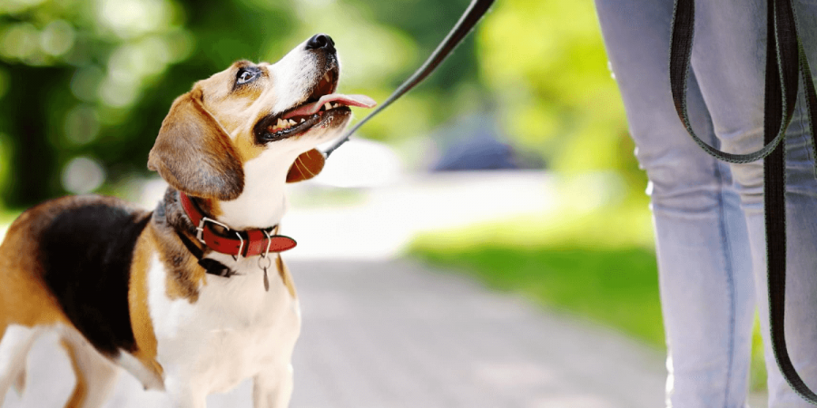 Responsible Pest Control Guide for Pet Owners