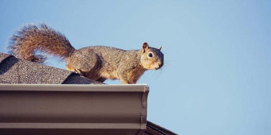 A squirrel perched on top of a roof