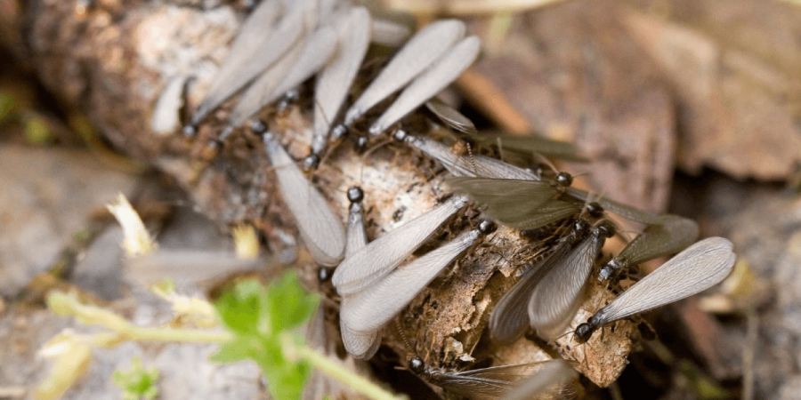 Termite Swarming: When to Worry