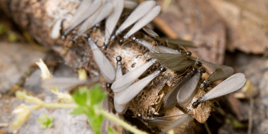Termites in the Yard: When to Get the Pros Involved
