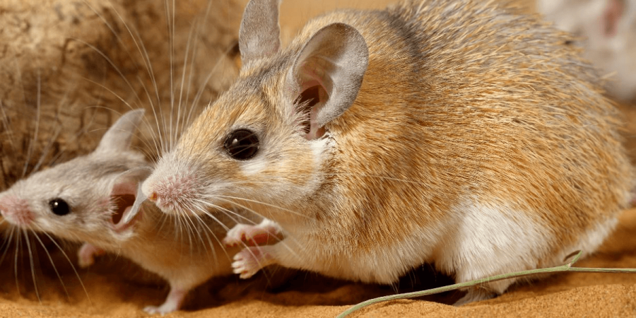 A mother mouse with her baby mouse.