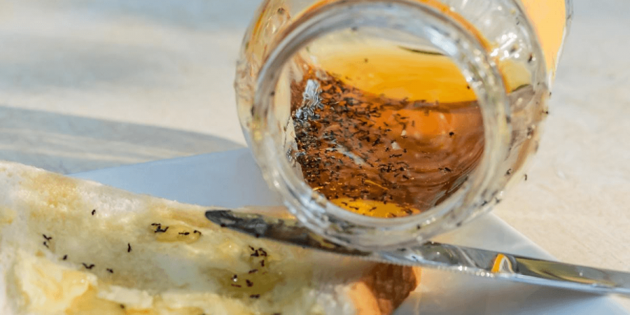 Ants invading a spilled bottle of honey in a kitchen.